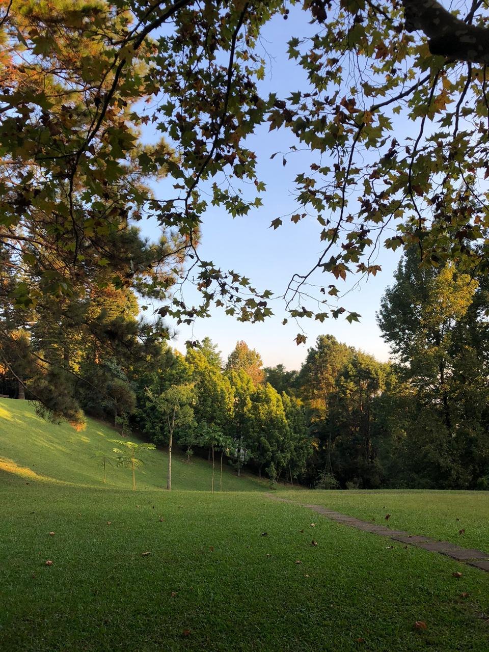 Gramado do parque sob as árvores, com luz de fim de tarde